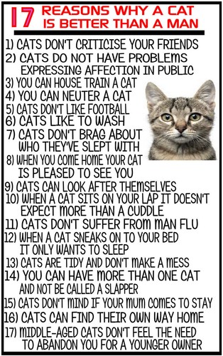 Reasons why cat is better - why,
