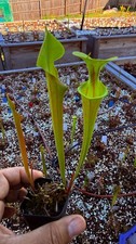 Sarracenia - 🔥🔥 Goldie x