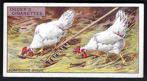 Ogdens poultry rearing - poultry, &