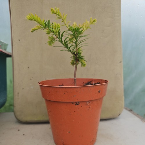 English yew conifer - yew, taxus