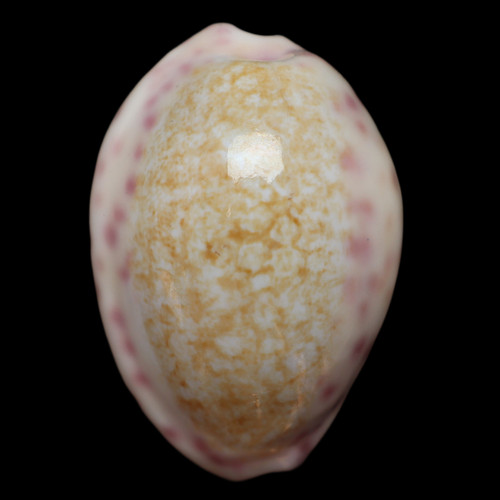 Cy365 cypraea - cy365, (ovatipsa)