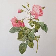 Pierre Joseph Redoute Colour