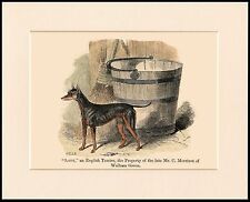 ENGLISH TOY TERRIER  ANTIQUE