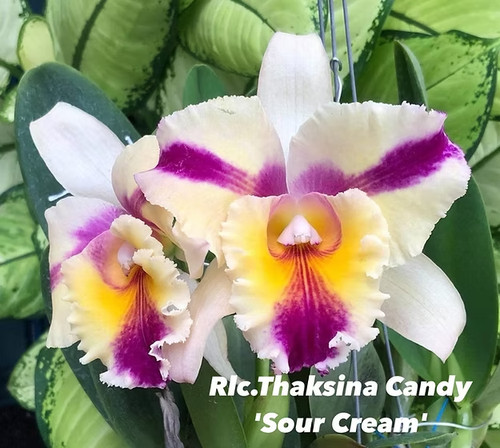 Rare cattleya rlc - /, thaksina