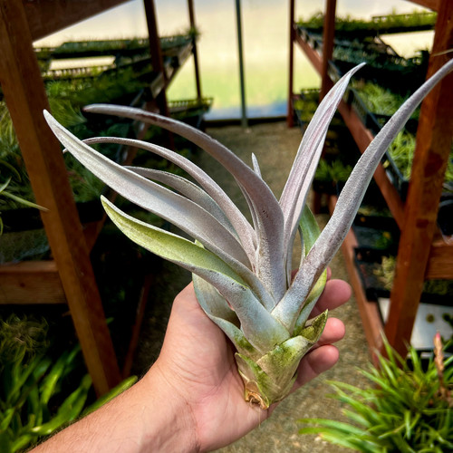Chiapensis giant form - chiapensis,