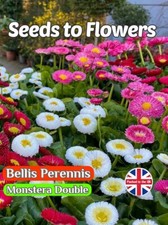 BELLIS PERENNIS - MONSTERA DOUBLE - PERENNIAL - 6000 BEST QUALITY FLOWER SEEDS
