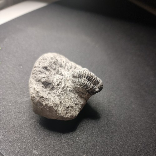Genuine fossil trilobite - genuine,