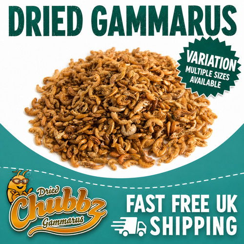 Dried gammarus shrimp - dried, fish