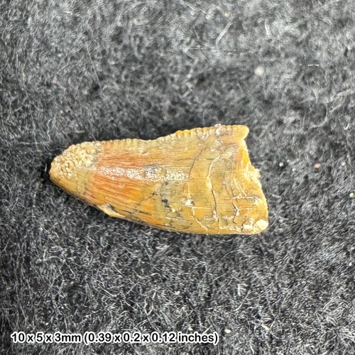 Genuine raptor dinosaur - , tooth