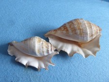 TWO lambis/spider conch sea shells. Collection, bathroom, wedding etc.