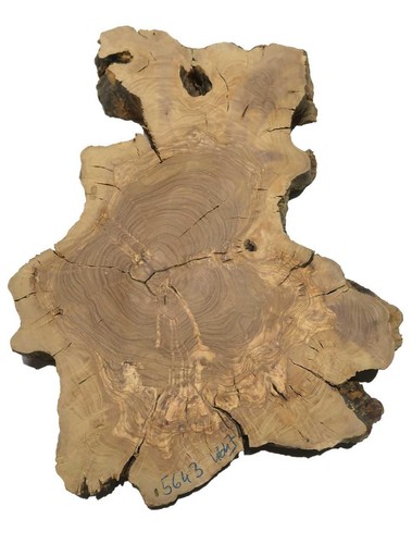 Olive burl wood tree - wood,