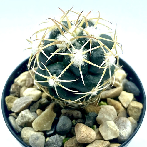 Coryphantha ottonis - , fa