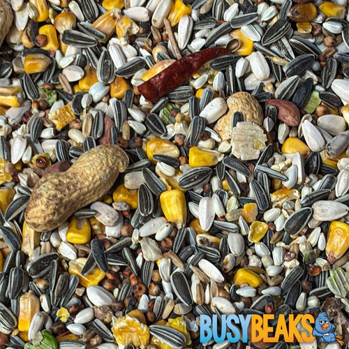 Busybeaks african grey parrot - grey,