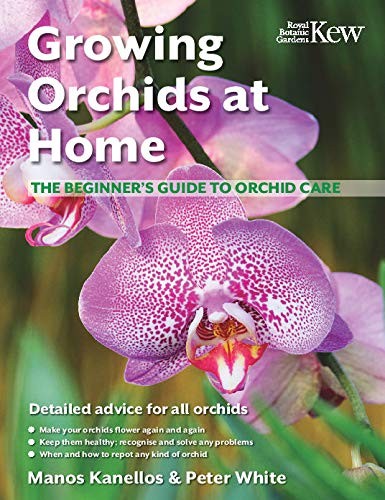 Growing orchids home the - orchids, at