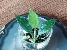 Hoya Lacunosa Souma rooted