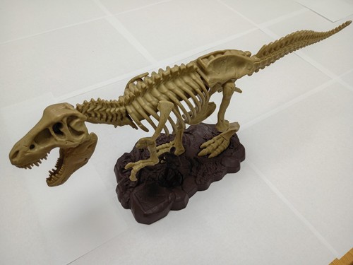 Rex skeleton museum display - t-rex,