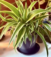 Reverse Variegated Spider