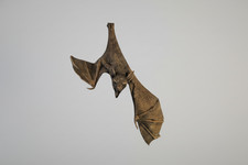 Stretching Fruit Bat – Hand