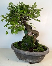 Bonsai Tree Chinese Elm Exposed Root 12 + years old Forest Landscape