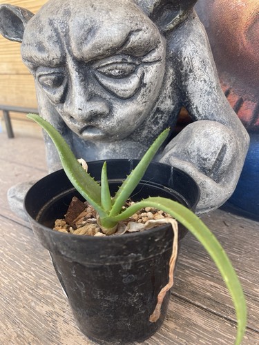 Aloe cipolinicola super rare - cipolinicola,