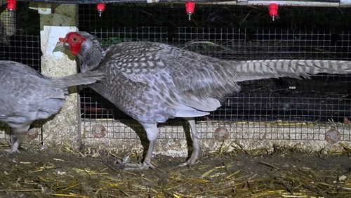 Abyssinian blue pheasant - 12+1,