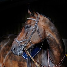 John Whitaker anatomical bridle 