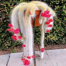  Cactus Monkey Tail long white