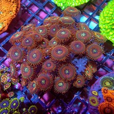 WYSIWYG - Zoas Ultra Colony