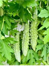 vegetable Seed bitter melon