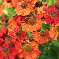 Helenium Indian Summer  a 9cm