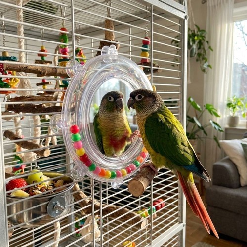 Parrot mirror toy - toy,