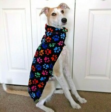 Lurcher/ Whippet/ Sighthound