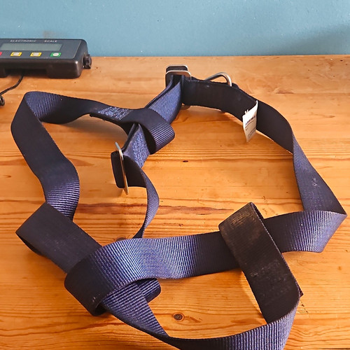 Ancra adult cruising - adult, harness