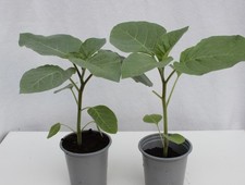 2x Datura meteloides (Angels Trumpets) in a 9cm pot