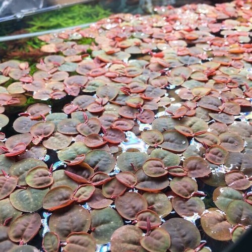 Red root floater reduces - red,