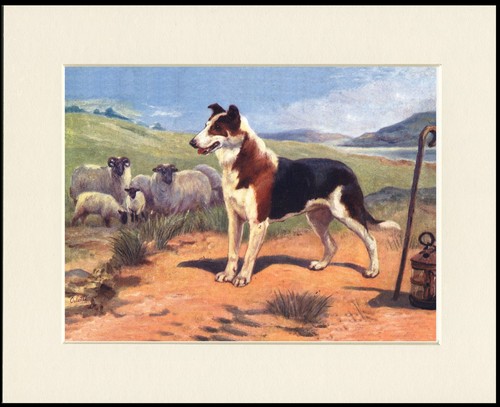 Collie smooth dog art print - collie,