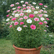 50 UK Mixed Giant Cosmos