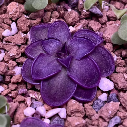 Pre sale pinguicula sch - pinguicula, purple