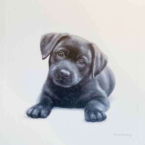 Black labrador puppy blank - black,