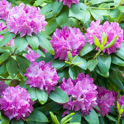 Rhododendron roseum elegans - rhododendron,