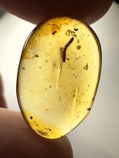 Burmese Amber Burmite Insect Fossil Millipede
