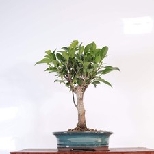 Ficus Microcarpa (Banyan Fig)