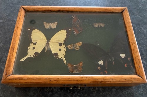 Butterfly taxidermy picture - butterfly,