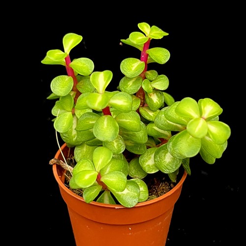 Portulacaria afra mediopicta - portulacaria,