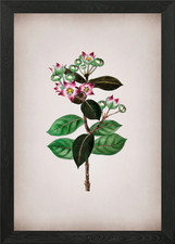 Tall Calotropis Flower Framed