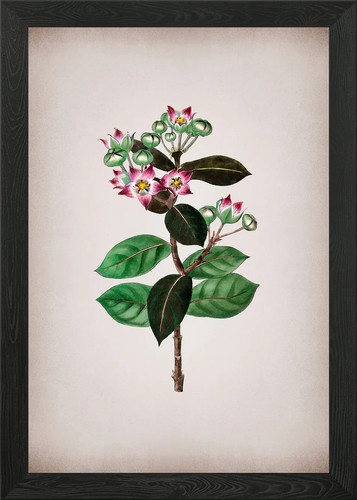 Tall calotropis flower - tall, framed