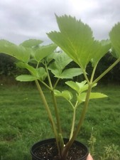 Angelica archangelica in 9 cm