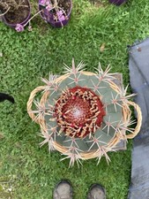 Melocactus Bahiensis Cacti