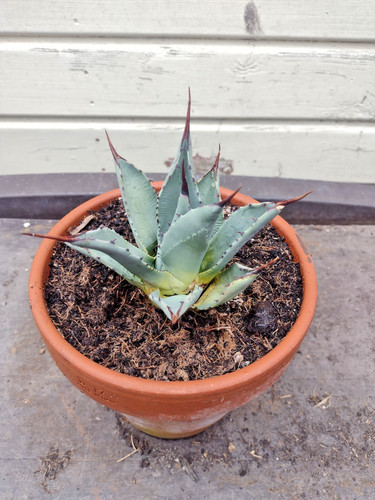 Agave neomexicana - agave, neomexicana.