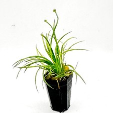 Live Tropical Aquarium Potted